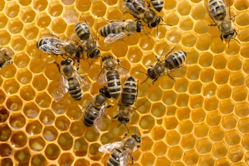 Fotobehang bees swarming on a honeycomb © Pakhnyushchyy