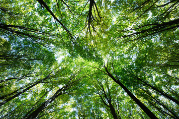 forest trees