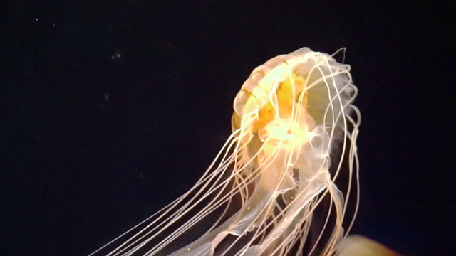 beautiful poison jellyfish swims through the deep blue sea