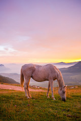 Fototapeta na wymiar Horse Grazing the Grass at Sunrise in the Alps