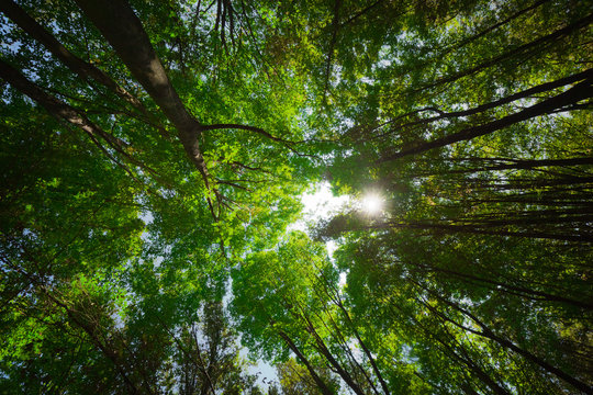 Fototapeta Green Forest