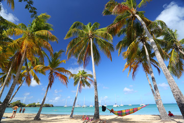 plage rêve cocotier