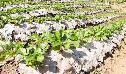 Rows of strawberry farm