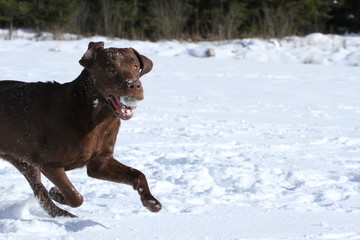 Ball spielen im Schnee - Labrador braun