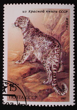USSR- circa 1987: Postage stamp animal from the red book irbis