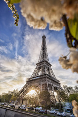 Eiffel Tower with spring tree in Paris, France