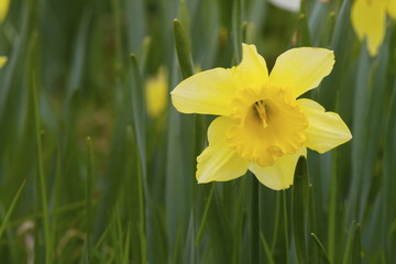 Narciso