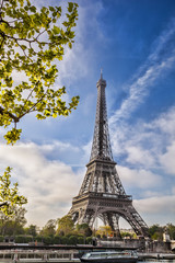 Naklejka premium Eiffel Tower with spring tree in Paris, France