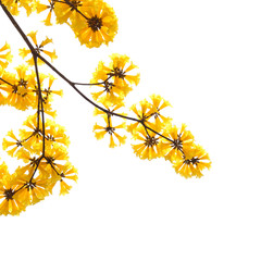 Yellow flower blooming in spring season