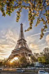 Eiffel Tower with spring tree in Paris, France