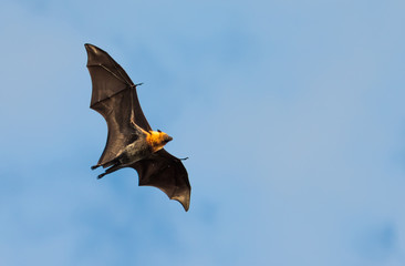 flying fox, huge bat, against blue sky © javarman