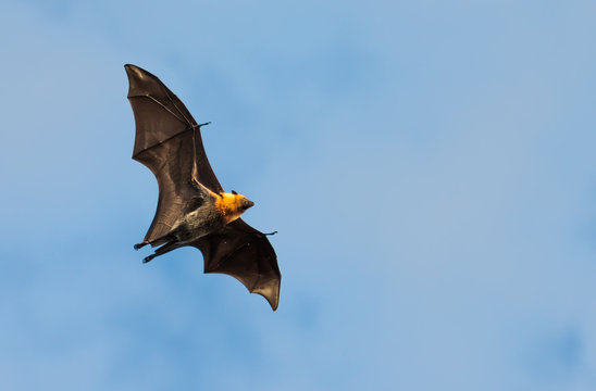 flying fox, huge bat, against blue sky