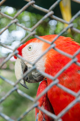 Red parrot behind fence