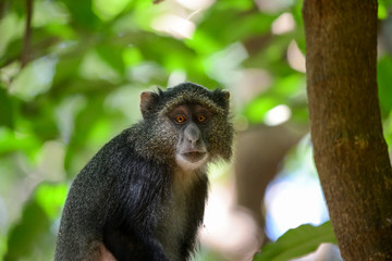 Baboon Monkey Portrait - Safari Tanzania