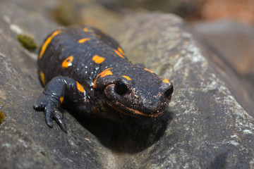 Salamandra