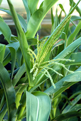 Male inflorescence of maize (Zea mays)