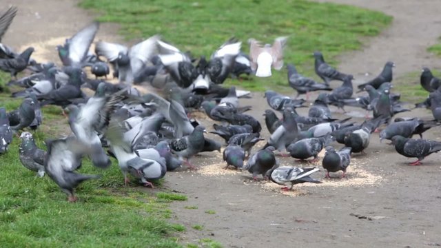 Pigeons eating in the park