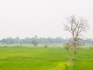 Fototapeta na wymiar Green rice fields in northeastern of Thailand.