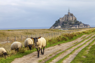 Sheeps and Mont Saint Michel in the Background, Normandy, France