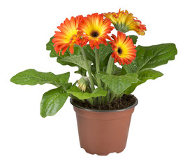 two colors gerbera in a brown pot isolated on white background