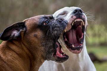 Dogs during fight