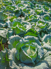 Freshly cabbage ready to harvest