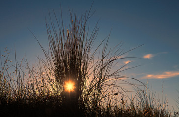 Sonnenuntergang hinter Grashalmen