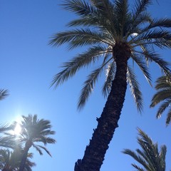 Obraz premium Palmera curvada