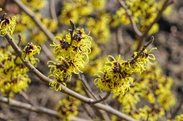 Hamamelis 49