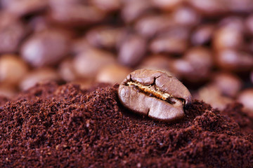Macro of coffee beans