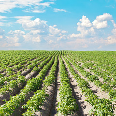 Fototapeta na wymiar Potato field under beautiful sky
