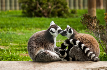 Lemur