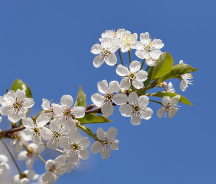 Cherry blossom