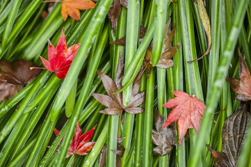 Fototapeta premium Detail of autumnal maple leaves