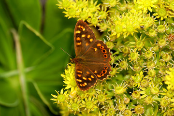 Lindleys Aeonium - Aeonium lindleyi