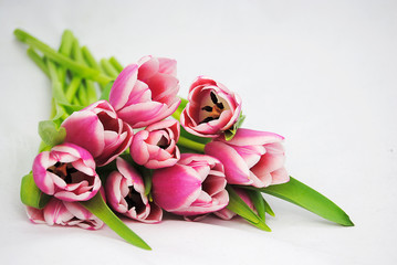 bunch of pink tulips on a white background