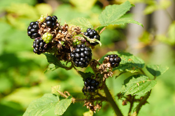 agrestic blackberries