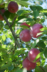 Apples on the branch