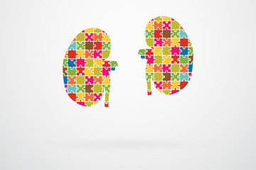 Kidneys Jigsaw Puzzle Pieces Abstract
