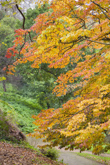 Detail of autumnal tree