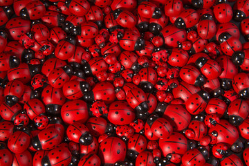 Божьи коровки