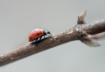 ladybug on twig