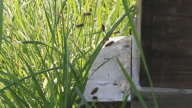 ruche abeille
