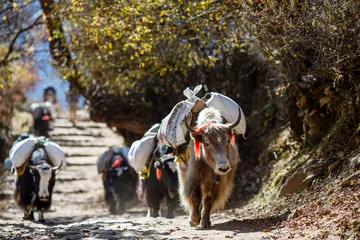  Yaks die gewicht dragen in Nepal © larisashustrova