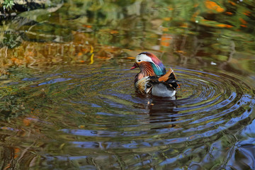 Mandarin duck (Aix galericulata) i