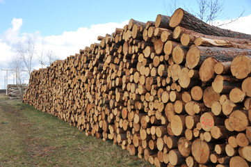 Kiefern, Holzstapel, Waldarbeit, Nachhaltigkeit, Holzwirtschaft