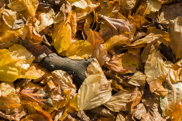 Fallen autumnal yellow leaves on ground