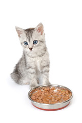 Grey kitten near a bowl with food isolated on white background