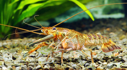 crawfish in a freshwater aquarium