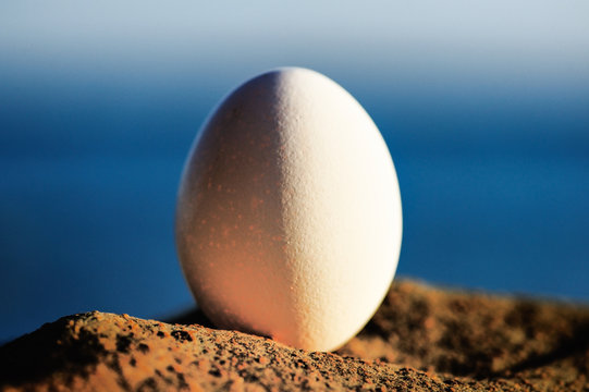 Egg at the sea
